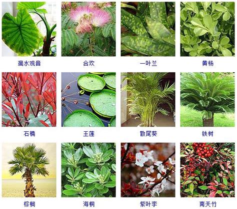 觀葉植物種類 印章材質介紹